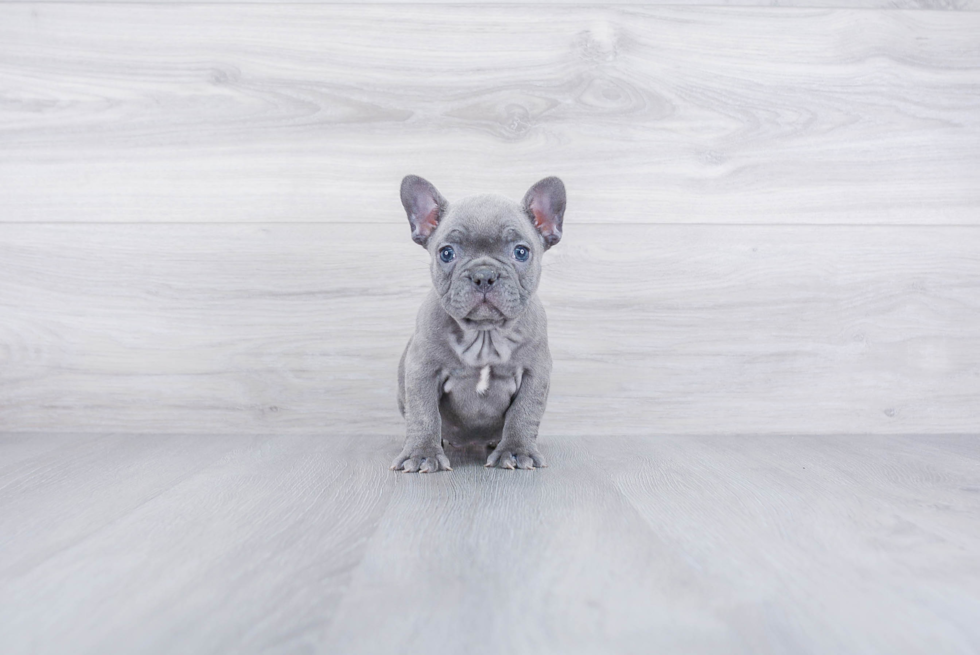 French Bulldog Puppy for Adoption