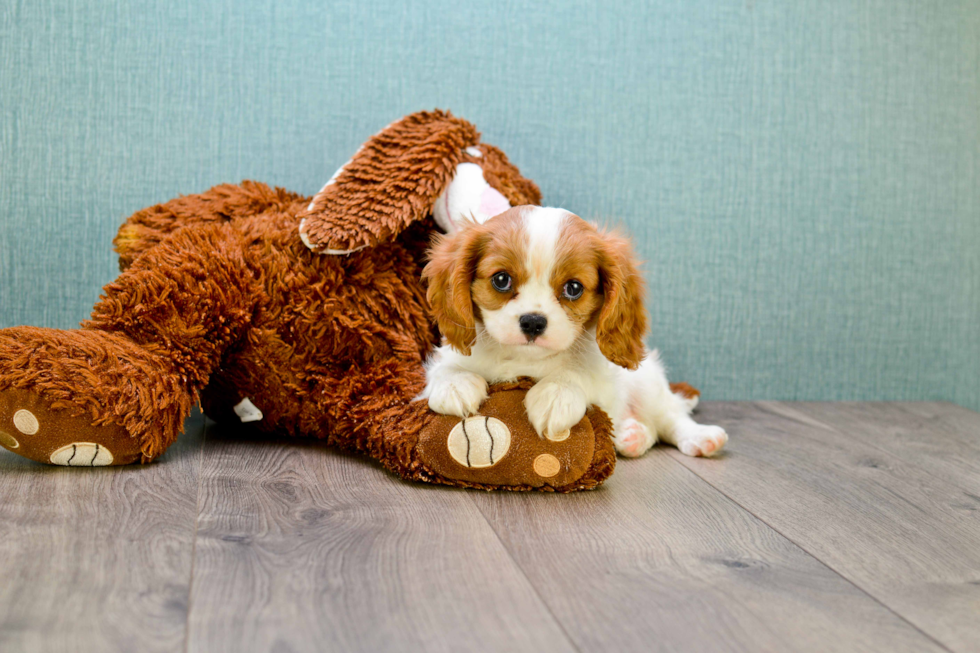 Cavalier King Charles Spaniel Puppy for Adoption