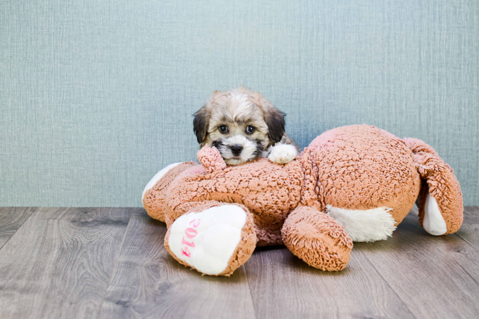 Havanese Puppy for Adoption