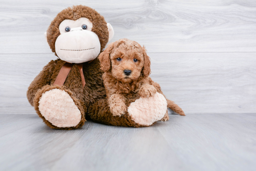 Mini Goldendoodle Pup Being Cute