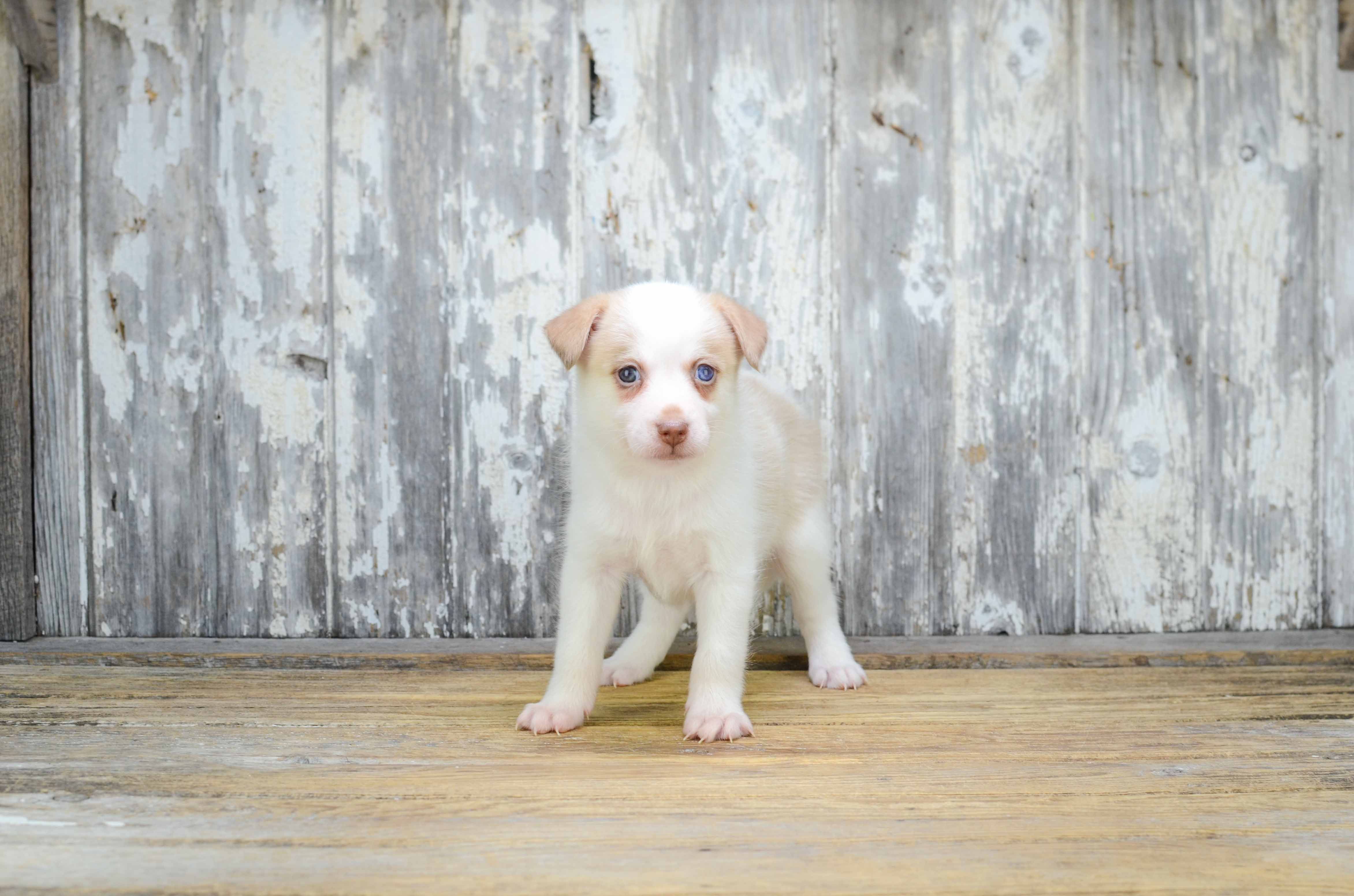Pomsky Puppy for Adoption