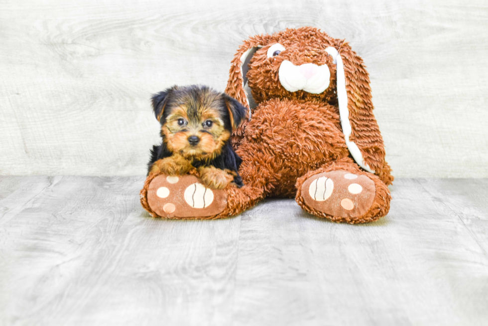 Meet Georgia - our Yorkshire Terrier Puppy Photo 