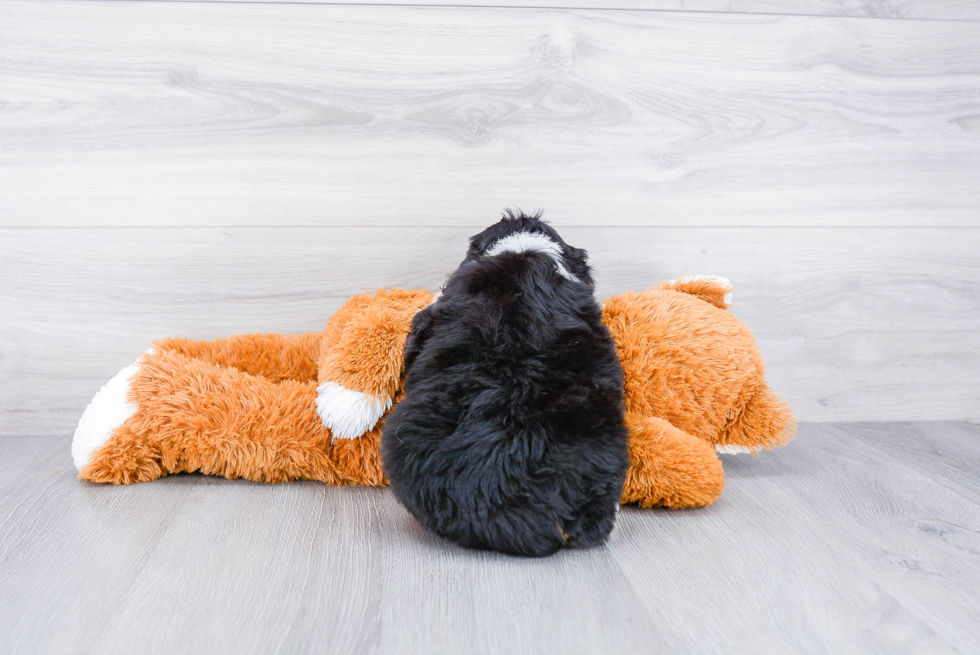 Mini Bernedoodle Puppy for Adoption