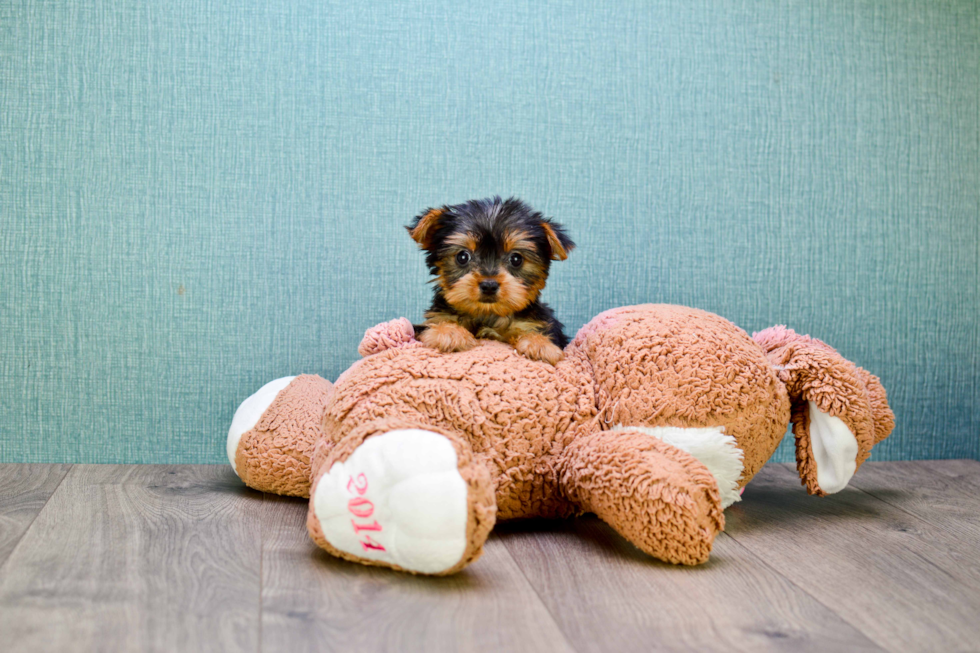 Meet Nugget - our Yorkshire Terrier Puppy Photo 