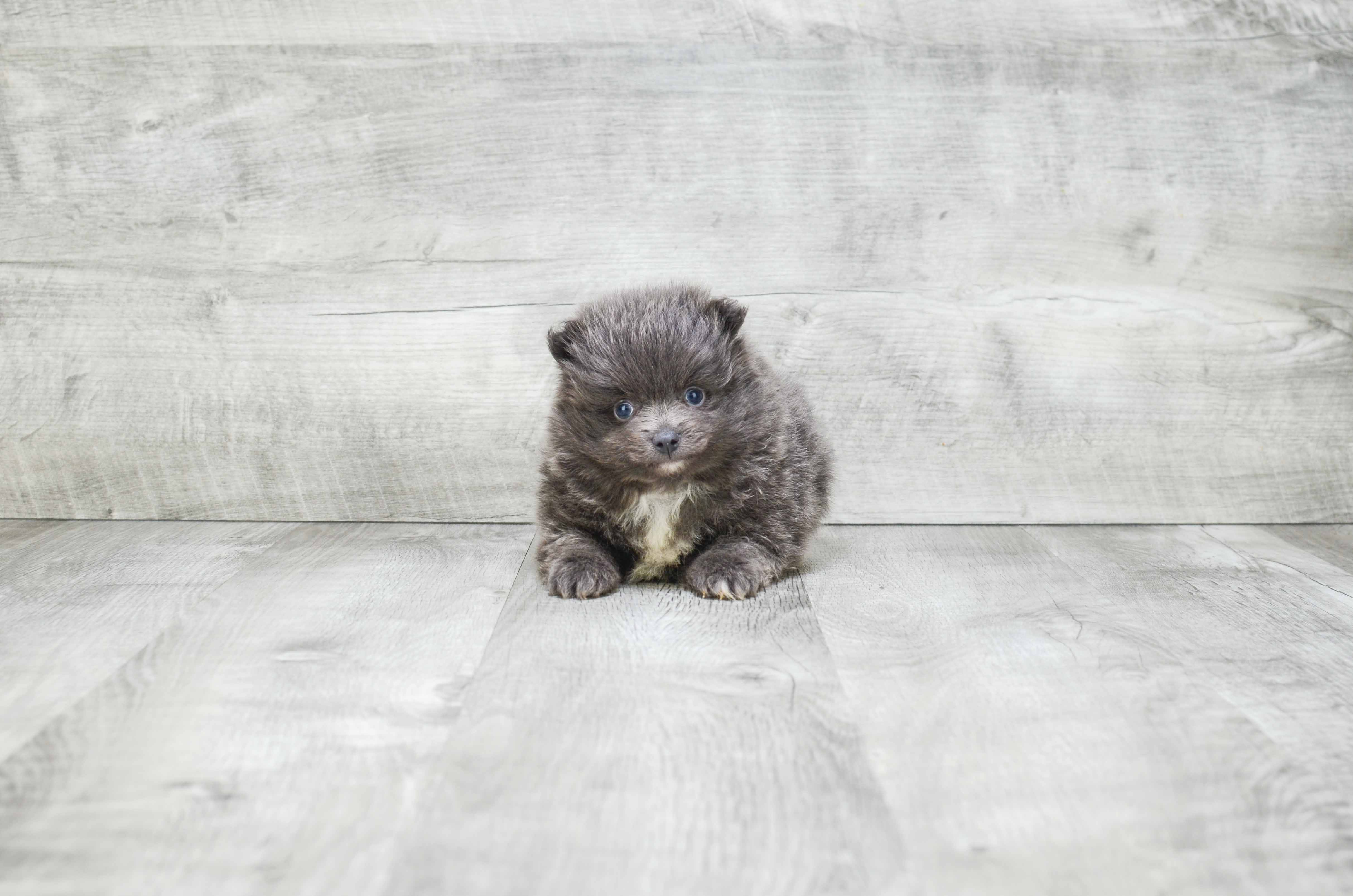 Pomeranian Pup Being Cute