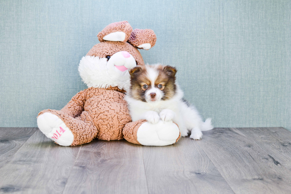 Funny Pomeranian Purebred Pup