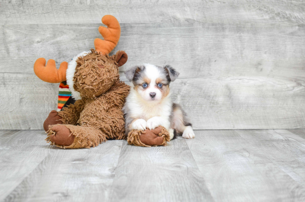 Adorable Aussiepoo Poodle Mix Puppy