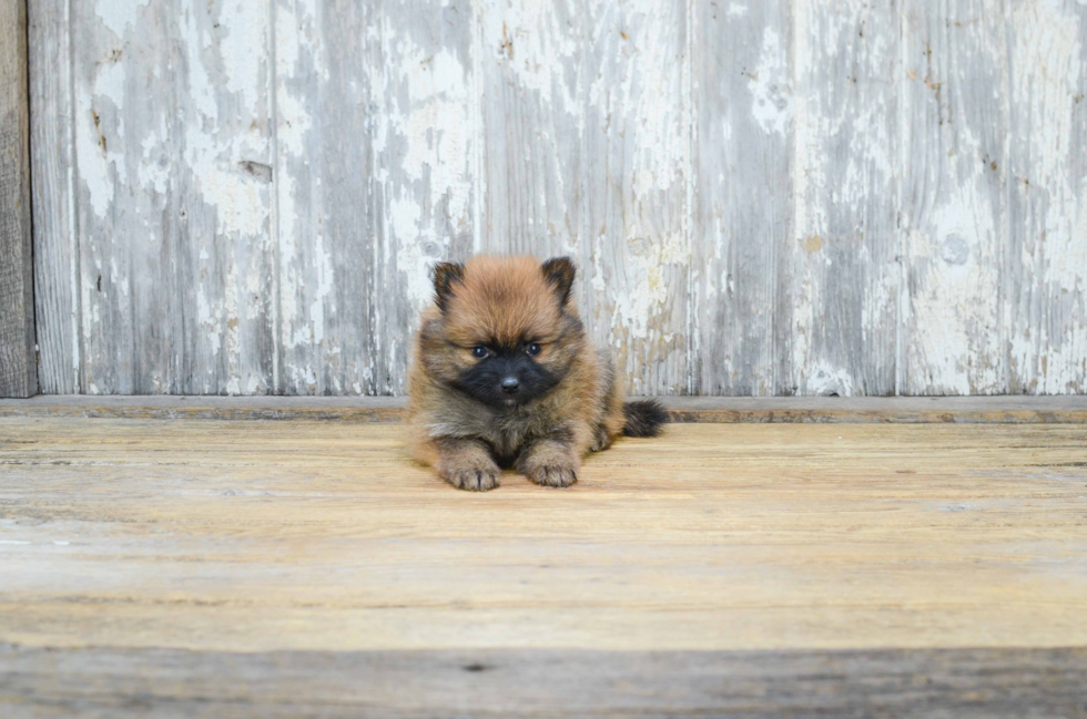 Popular Pomeranian Purebred Pup