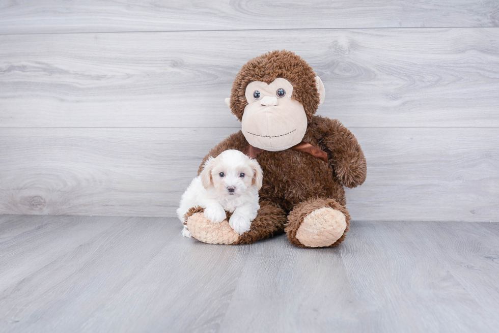 Best Maltipoo Baby