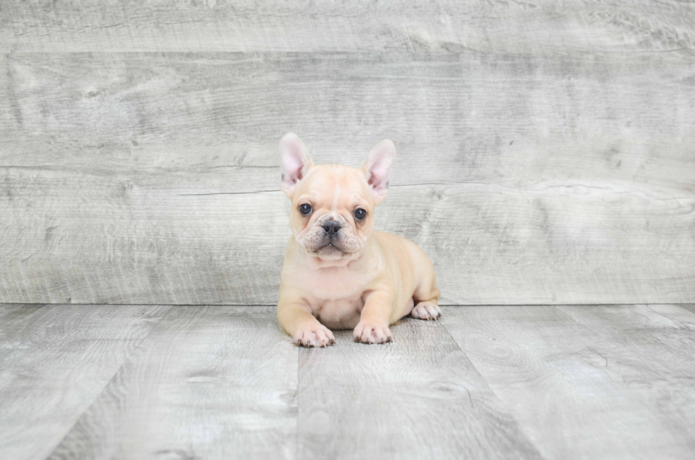 French Bulldog Puppy for Adoption