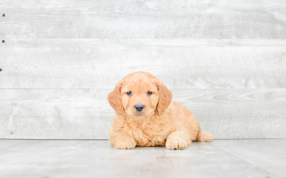 Sweet Mini Goldendoodle Baby