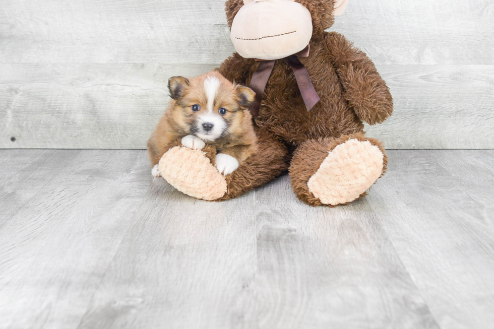 Pomeranian Pup Being Cute