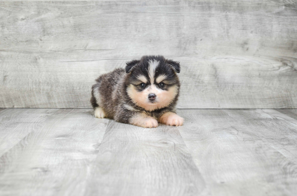 Best Pomsky Baby