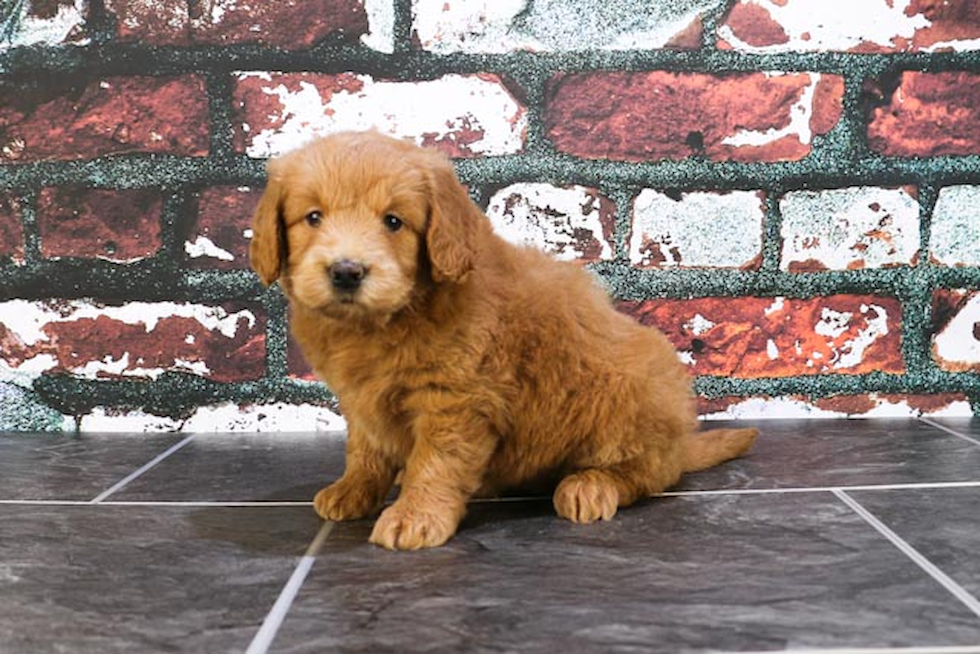 Mini Goldendoodle Pup Being Cute