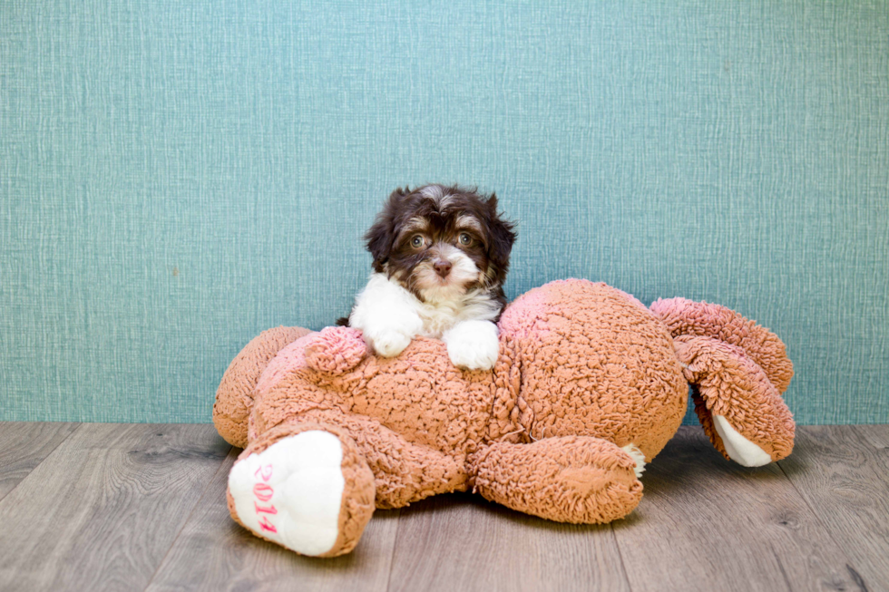 Meet Germaine - our Havanese Puppy Photo 
