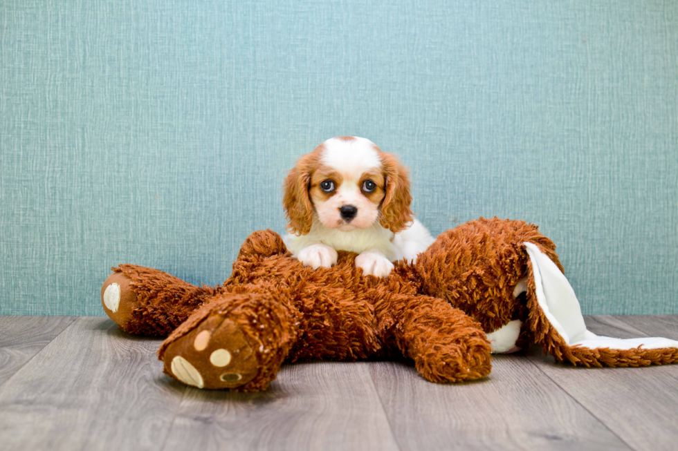 Cavalier King Charles Spaniel Pup Being Cute