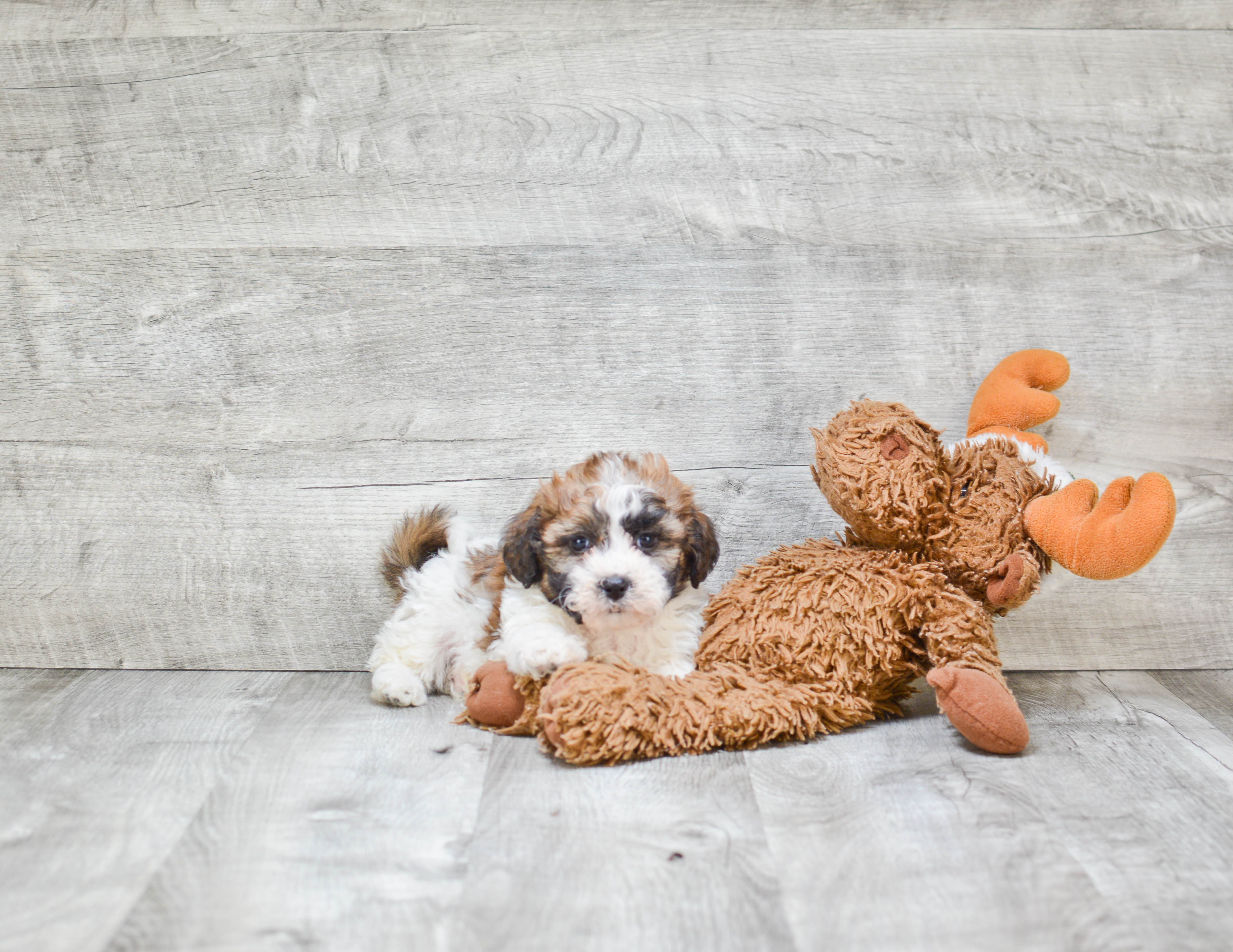 Teddy Bear Pup Being Cute