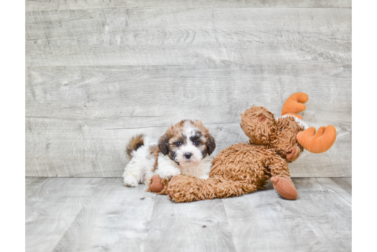 Teddy Bear Pup Being Cute