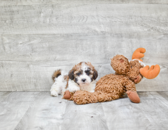 Teddy Bear Pup Being Cute