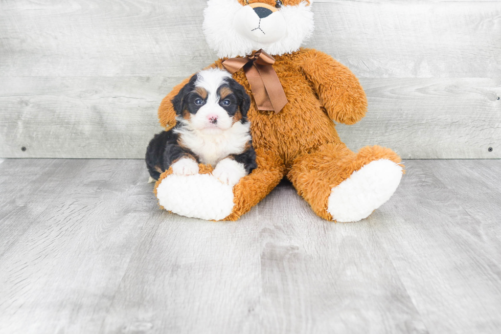 Best Mini Bernedoodle Baby