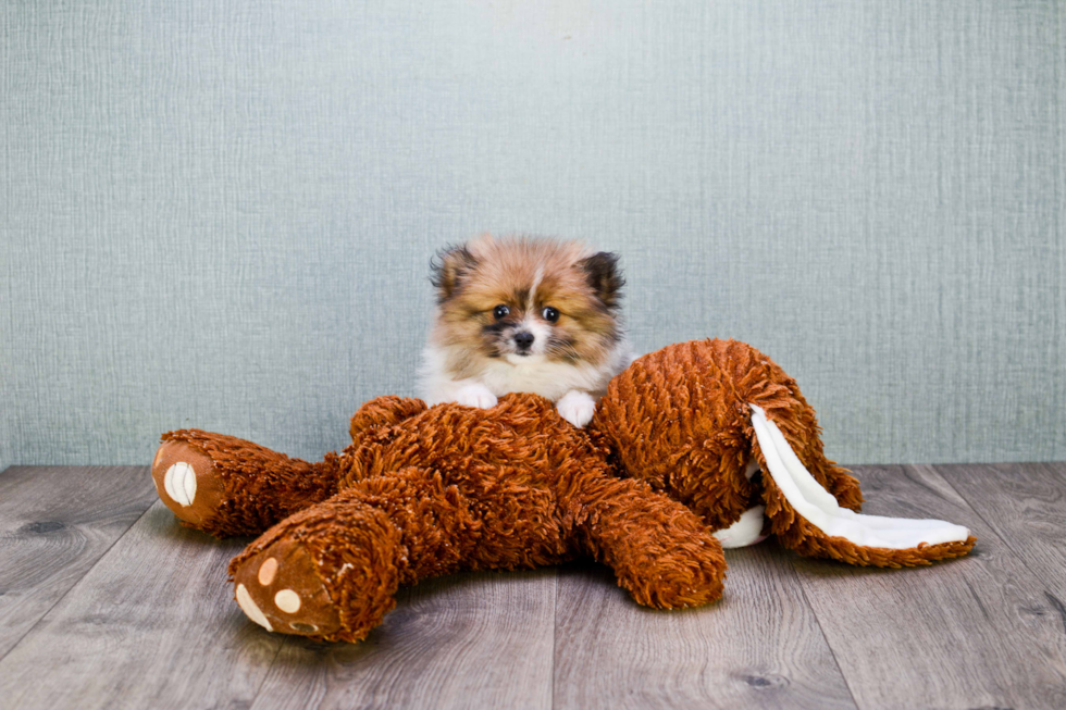 Pomeranian Pup Being Cute