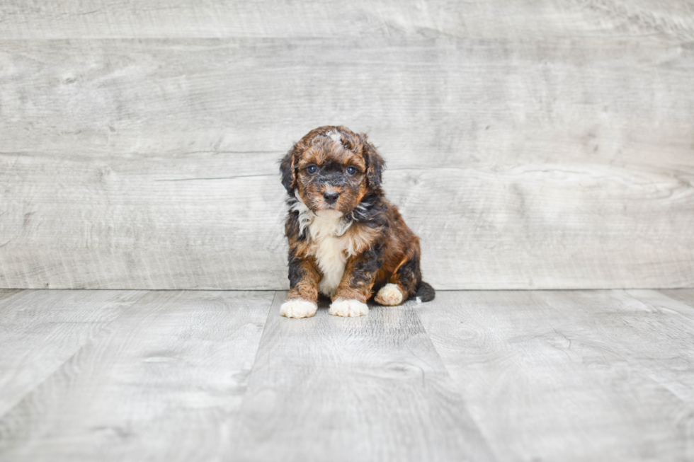 Mini Bernedoodle Pup Being Cute