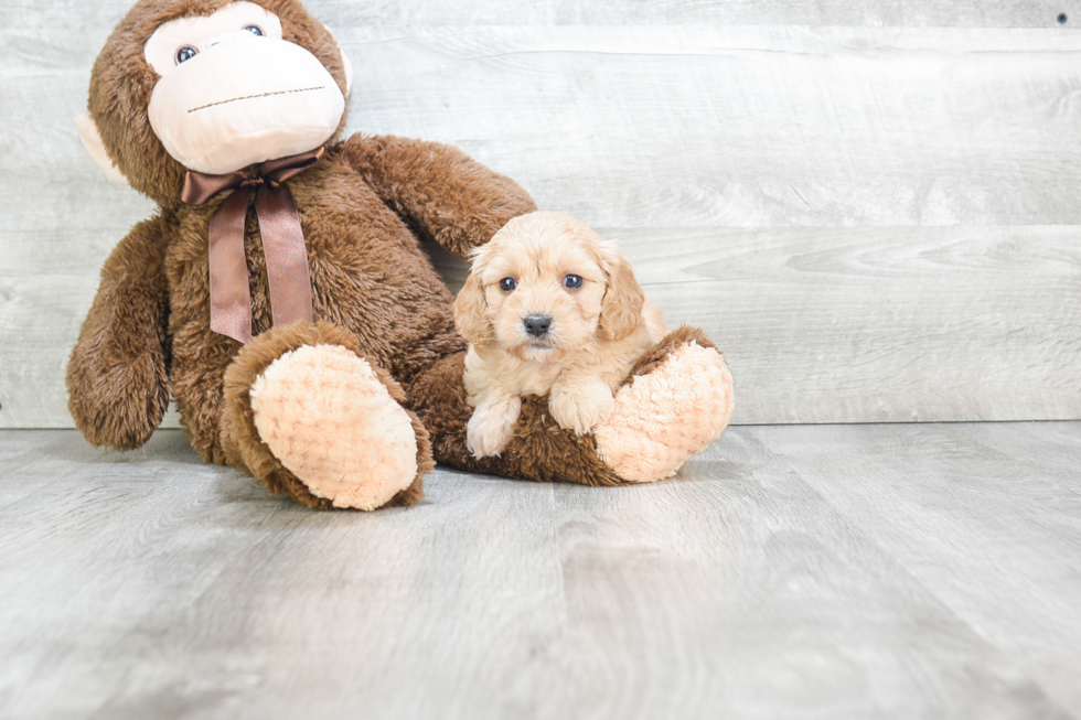 Cavachon Pup Being Cute