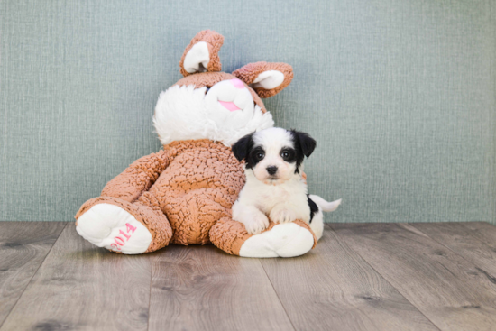 Cute Morkie Baby