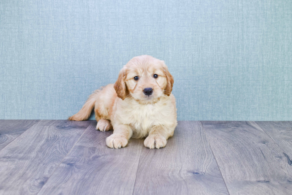 Playful Golden Retriever Poodle Mix Puppy