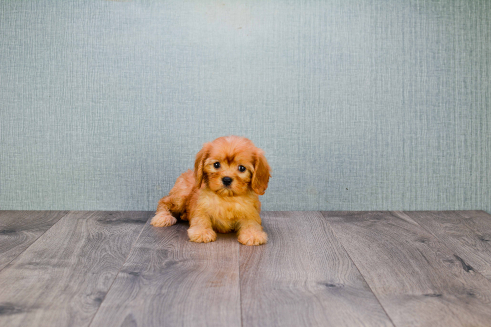 Small Cavapoo Baby