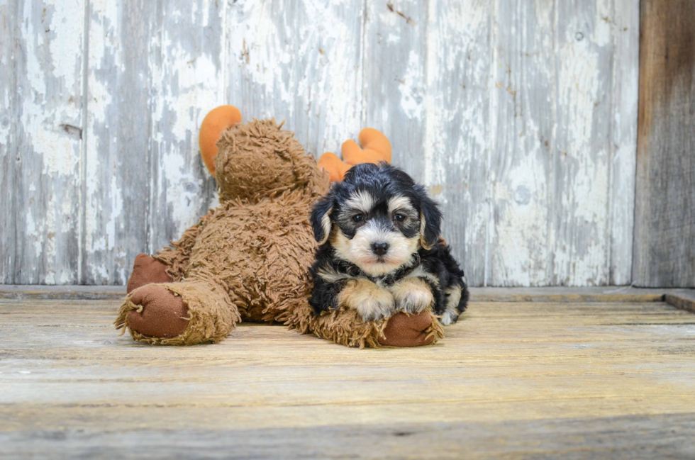 Morkie Pup Being Cute