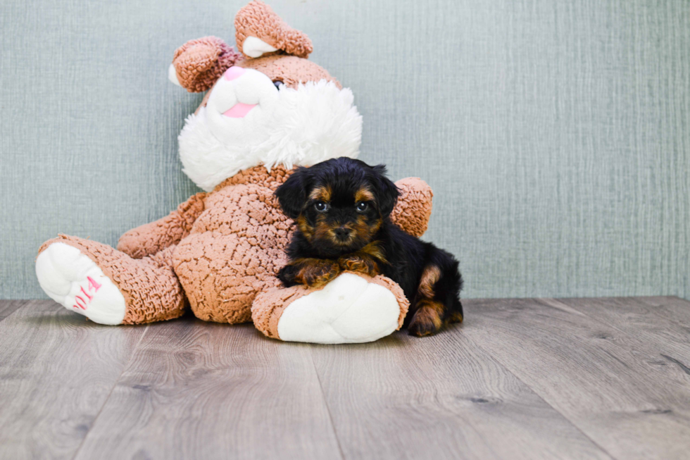 Meet Rebecca - our Yorkshire Terrier Puppy Photo 