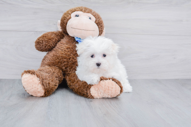 Maltese Pup Being Cute