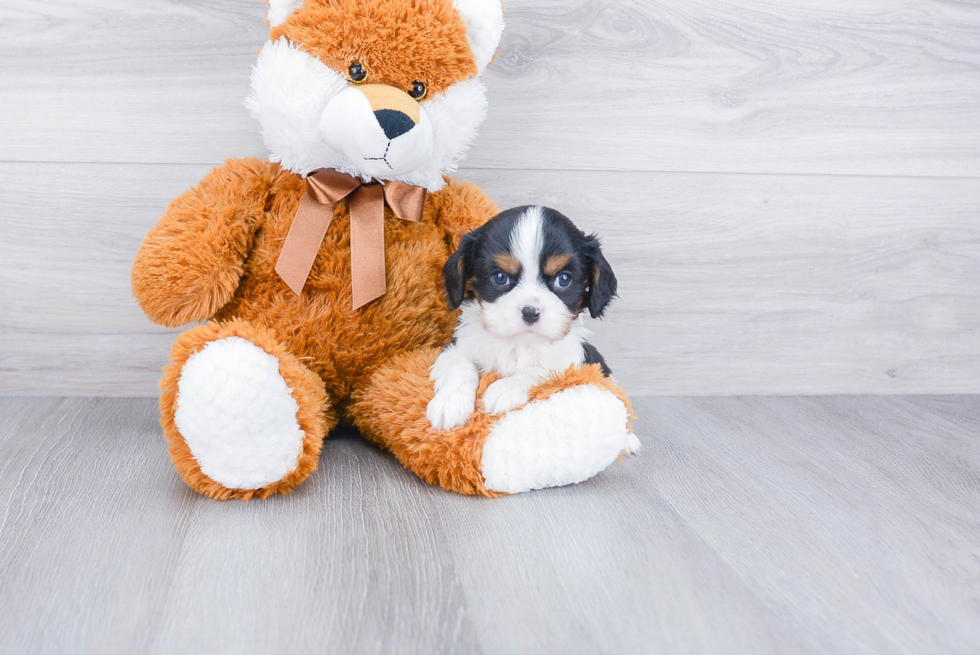 Hypoallergenic Cavalier King Charles Spaniel Purebred Pup