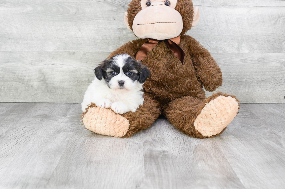 Teddy Bear Puppy for Adoption