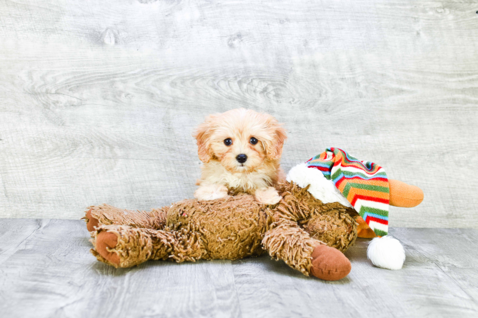 Best Cavapoo Baby