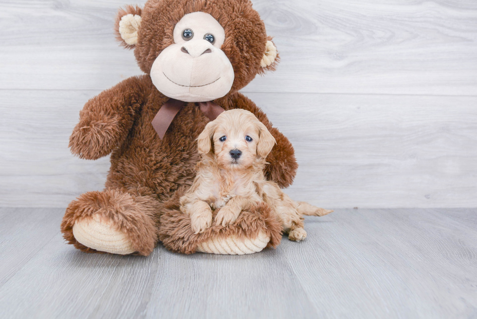 Funny Cavapoo Poodle Mix Pup