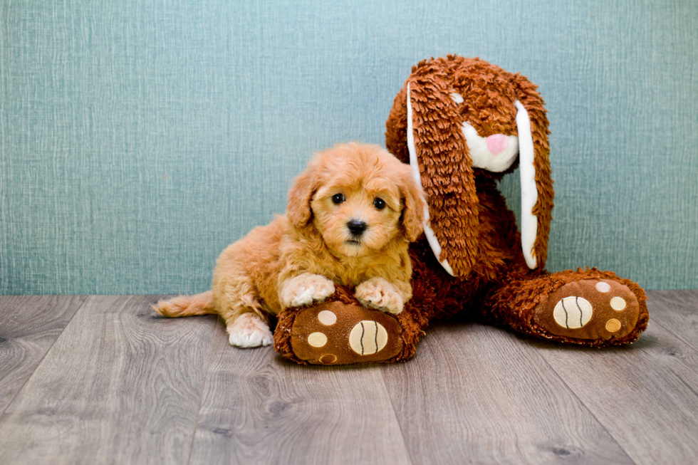 Smart Cavapoo Poodle Mix Pup