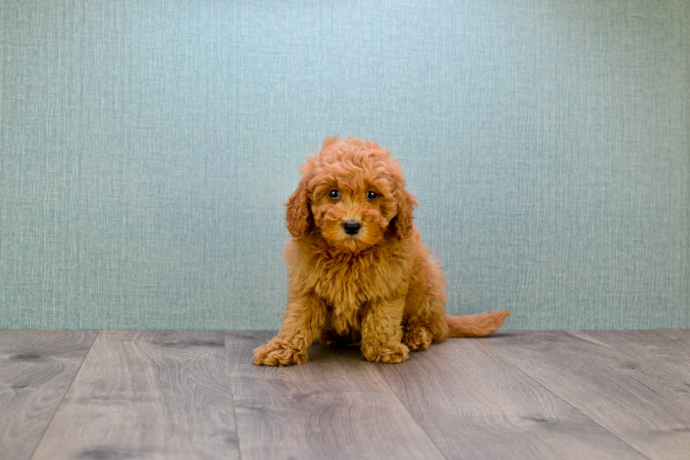 Fluffy Mini Goldendoodle Poodle Mix Pup