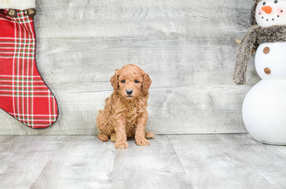 Mini Goldendoodle Puppy for Adoption