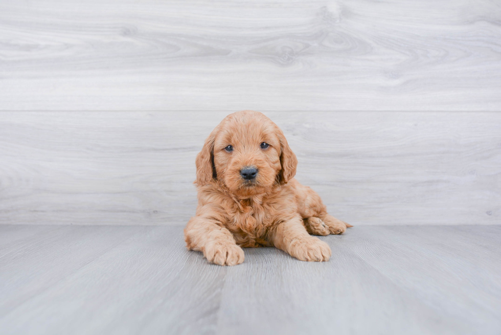 Mini Goldendoodle Pup Being Cute