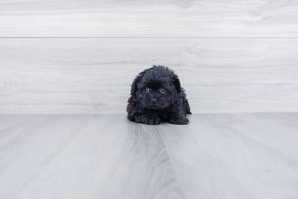 Happy Maltipoo Baby