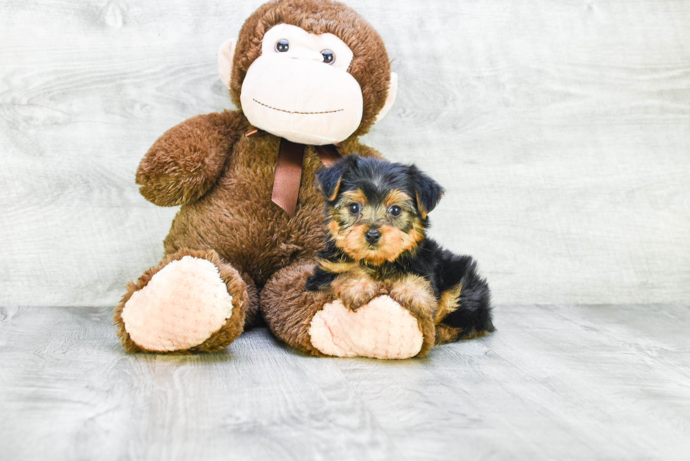 Meet Bella - our Yorkshire Terrier Puppy Photo 