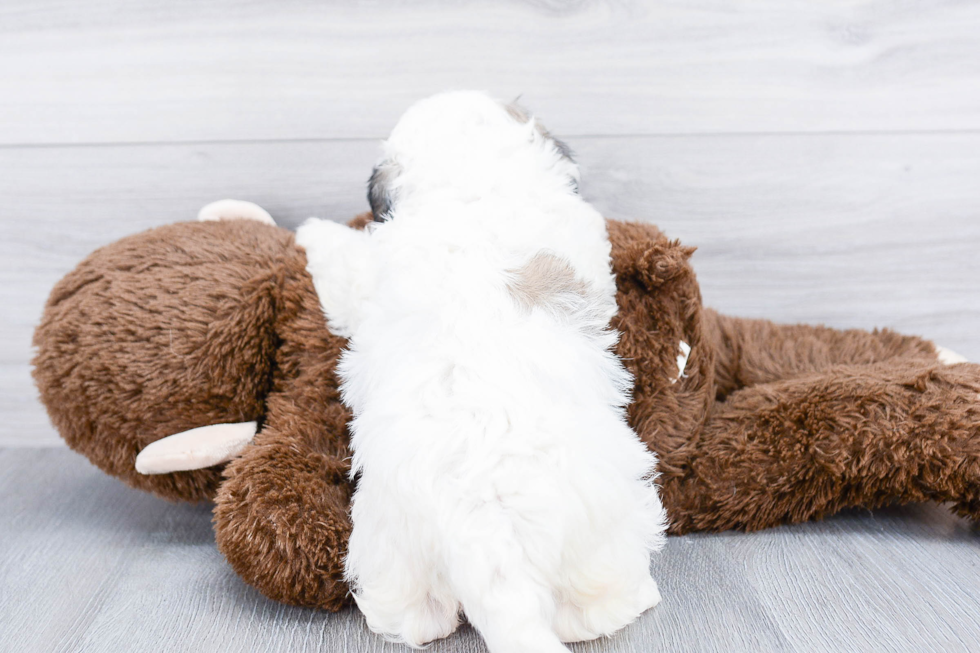 Teddy Bear Pup Being Cute