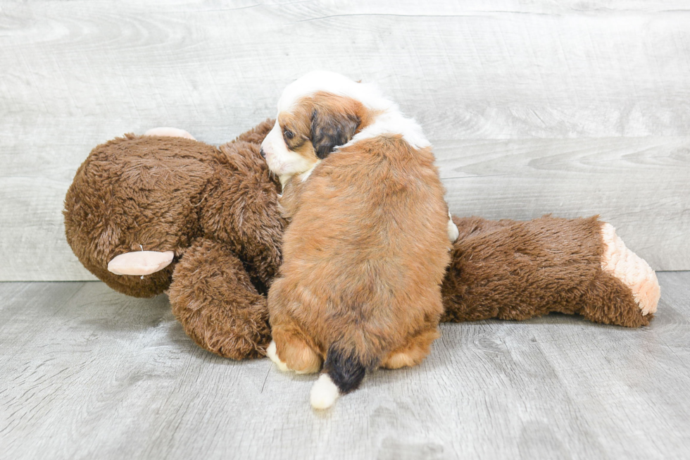 Fluffy Mini Bernedoodle Poodle Mix Pup