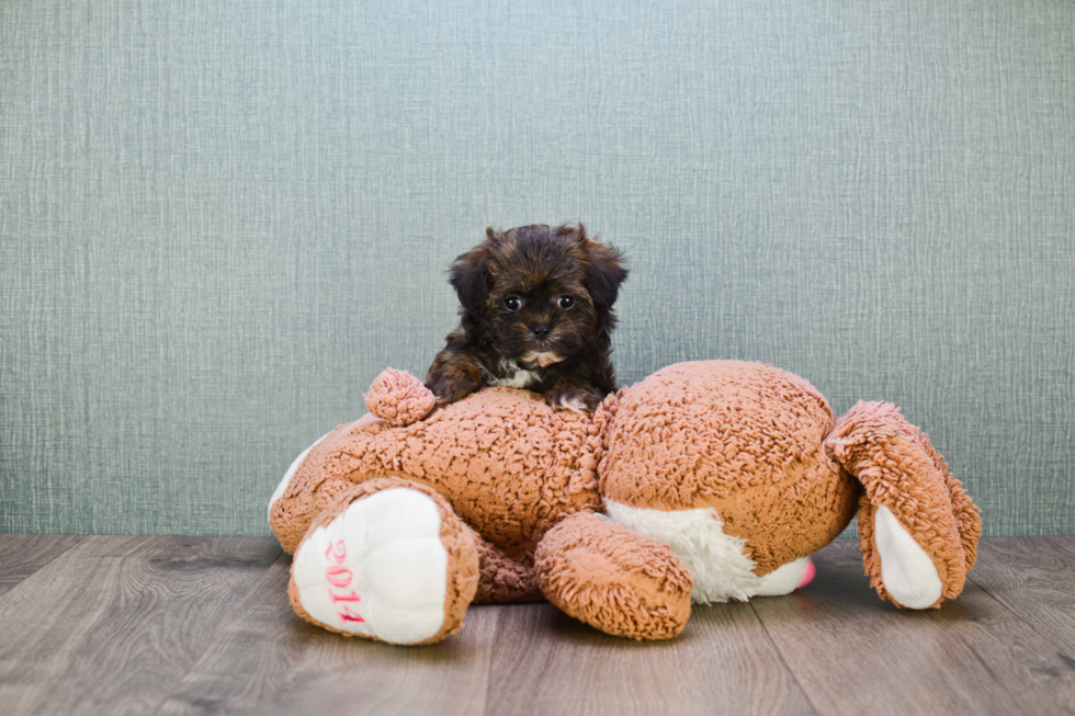 Small Teddy Bear Baby