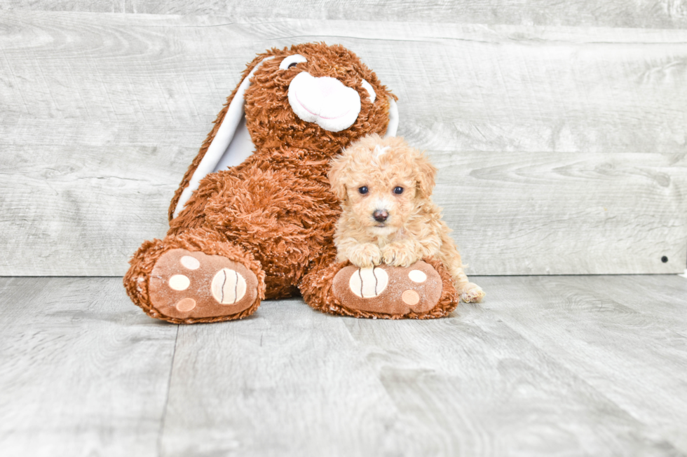 Smart Maltipoo Poodle Mix Pup