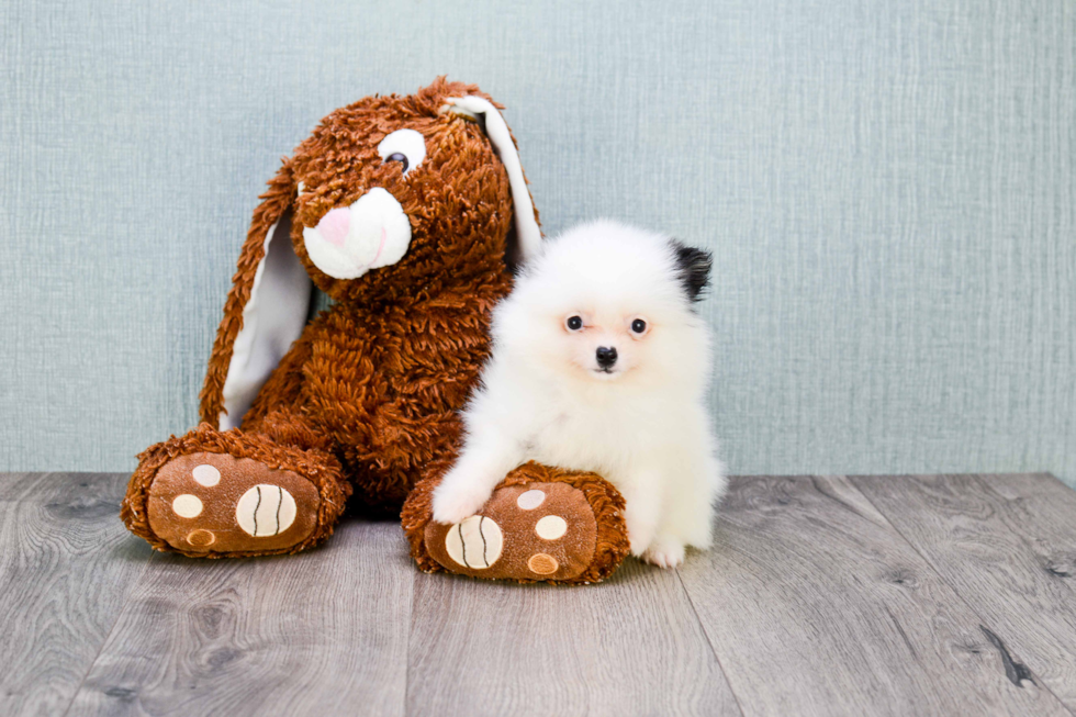 Little Pomeranian Purebred Pup