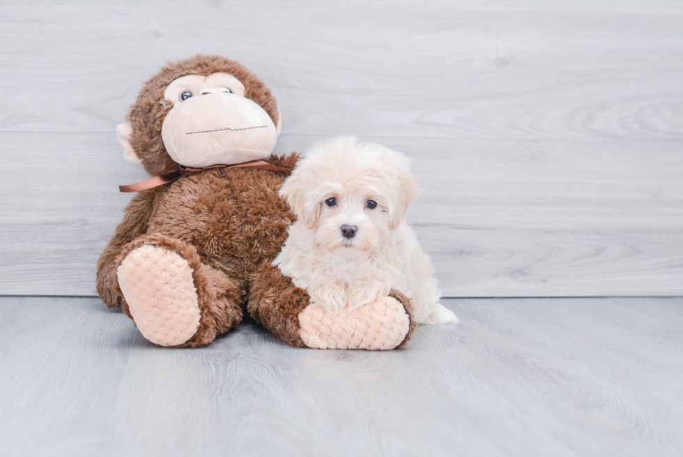 Little Maltese Poodle Poodle Mix Puppy