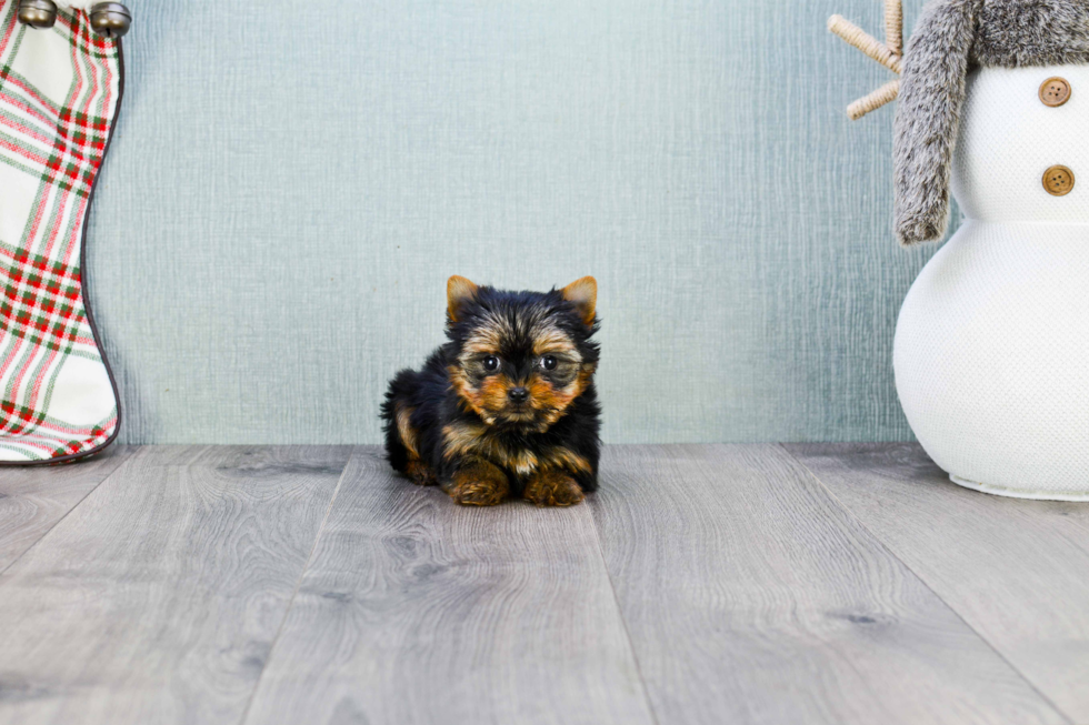 Meet Joy - our Yorkshire Terrier Puppy Photo 